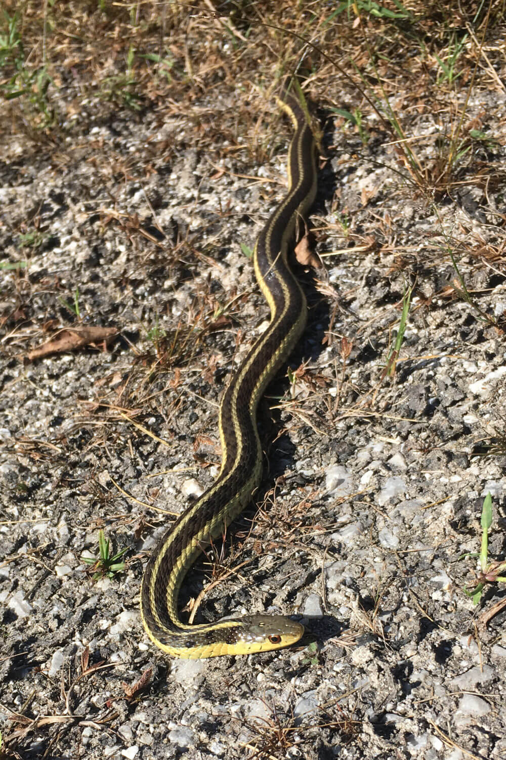 Garter Snakes In Your Garden The Charlotte News