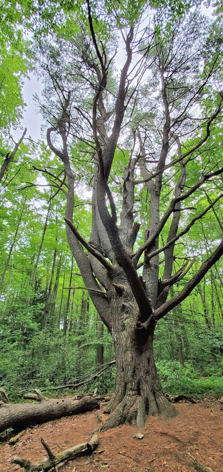 Wolf trees: from the past and for the future - The Charlotte News