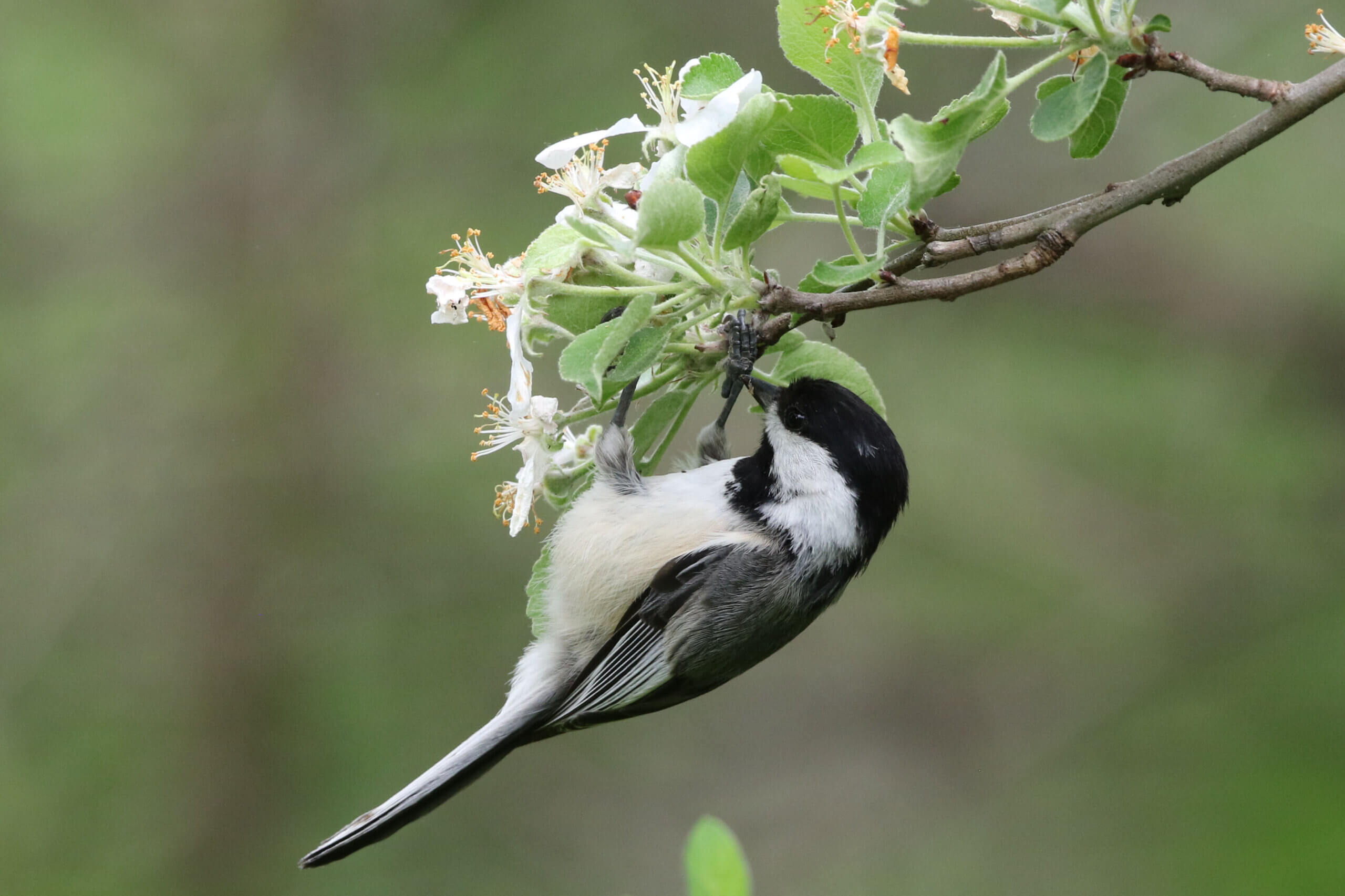 managing-forests-for-birds-the-charlotte-news