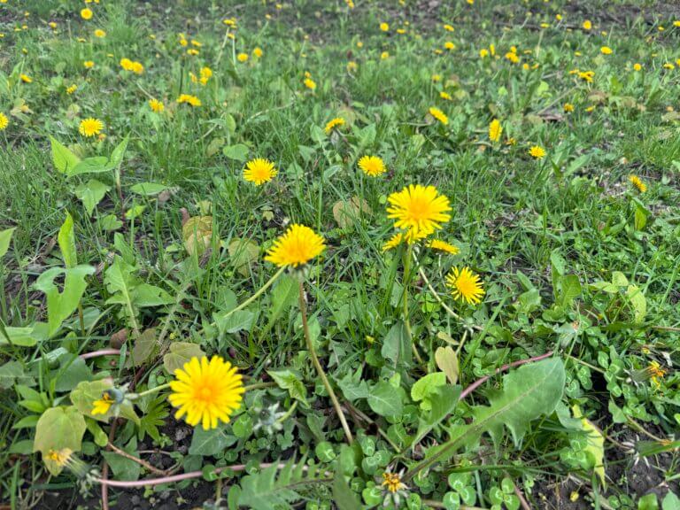 Are dandelions friends or foes? Delicacies or weeds?