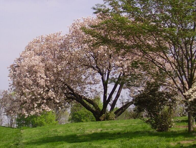 Picking crabapples for spring flowers