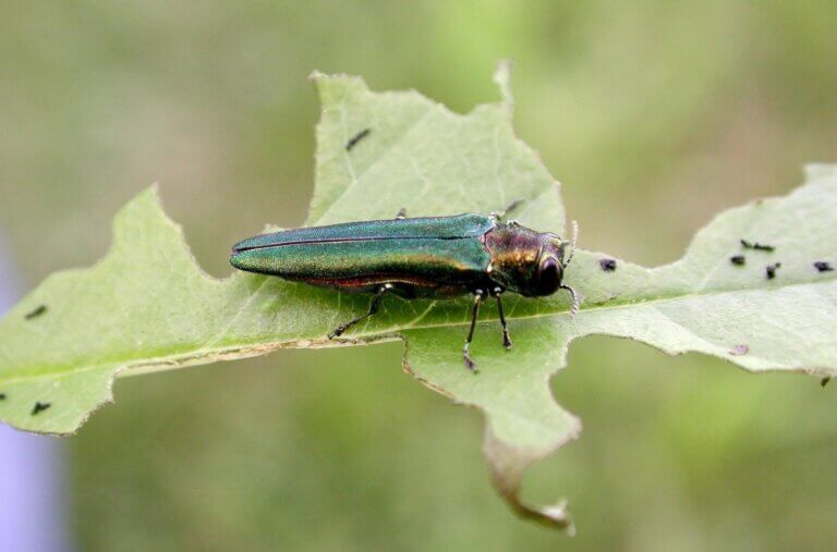 May 19-26 designated Emerald Ash Borer Awareness Week