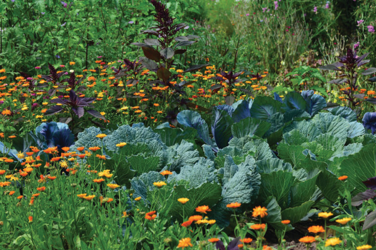 Reasons for flowers in the vegetable garden