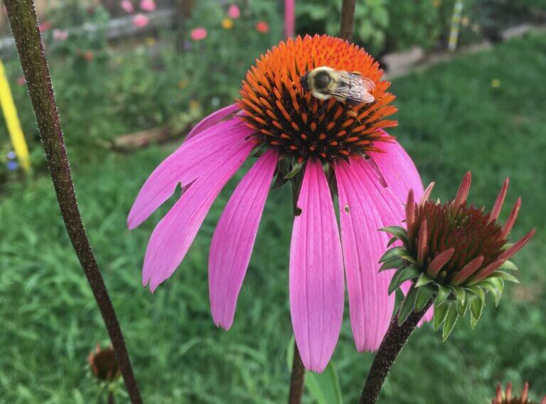 Building habitat for bees