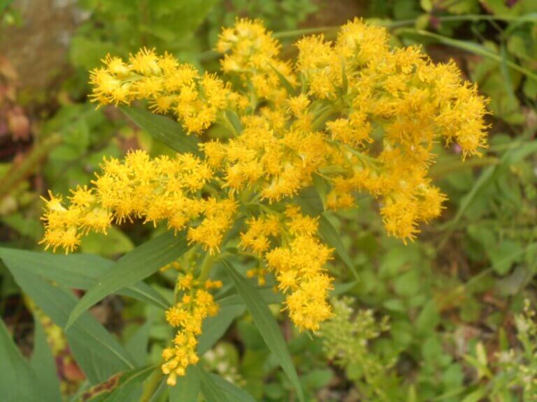 Weeds are often just unwanted wildflowers