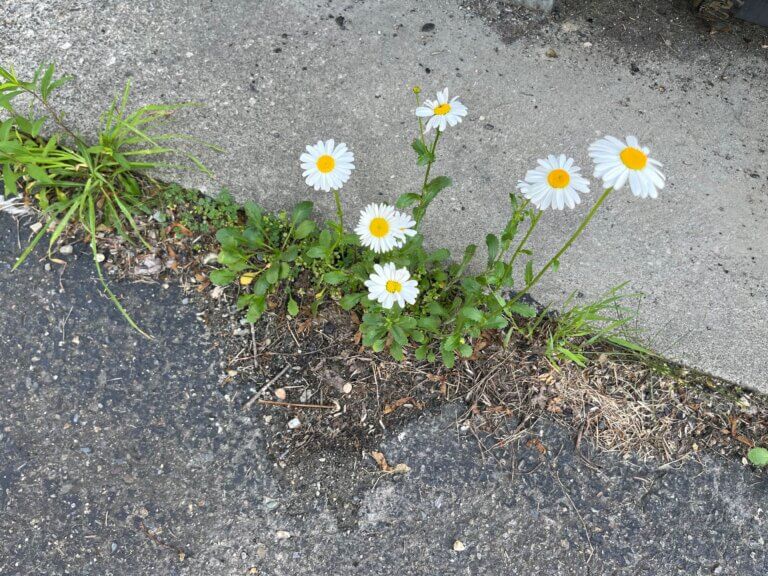 Flame weeding, one way to get rid of stubborn, unwanted plants