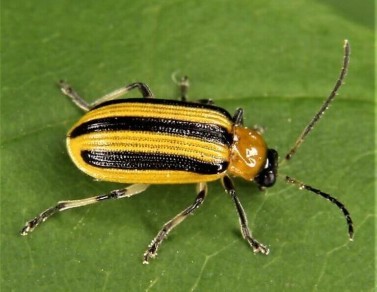 Striped cucumber beetle is the bane of the cucubits