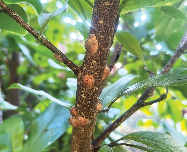 Controlling magnolia scale infestations is challenging