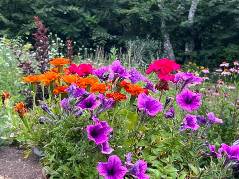 Studies show gardening good for body and soul