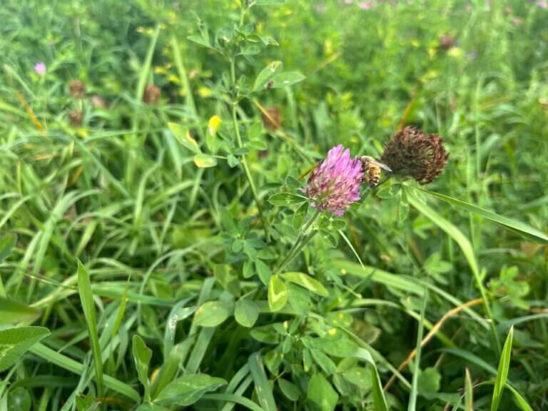 Plant cover crops for sustainability, garden stability